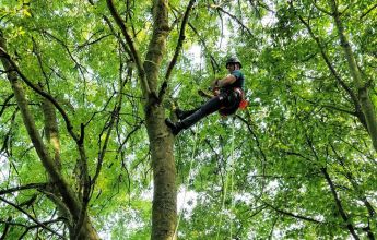 Tree climbing aerial inspection, bat, tree, climbing, tree climbing, aerial, aerial inspection, endoscope