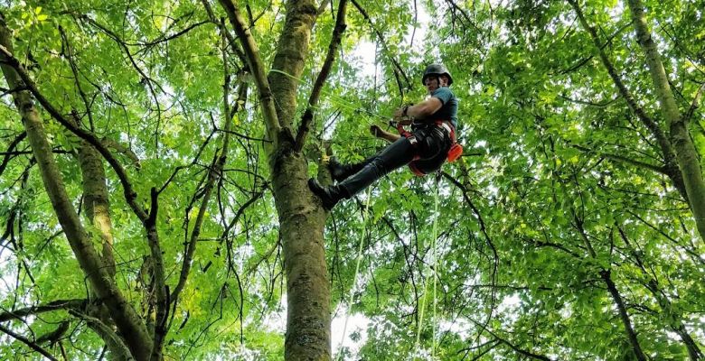 Tree climbing aerial inspection, bat, tree, climbing, tree climbing, aerial, aerial inspection, endoscope