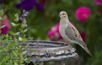 Urban Garden, Ecology, Ecological Enhancement, Ecological Value