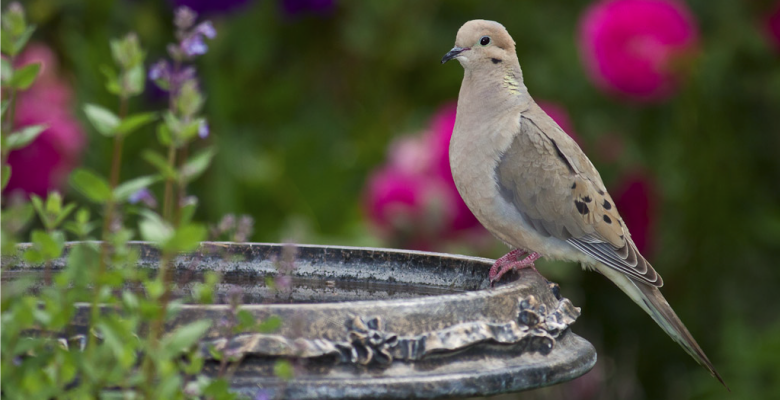 Urban Garden, Ecology, Ecological Enhancement, Ecological Value