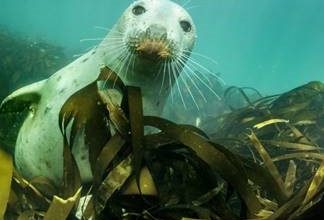 Seal, Farne Islands