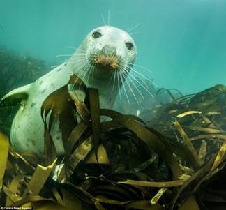 Seal, Farne Islands