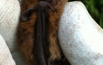 Claire Snowball, Bat Mitigation Class Licence (BMCL)