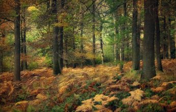 National Tree Week, David Beaver, Arborist