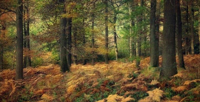 National Tree Week, David Beaver, Arborist