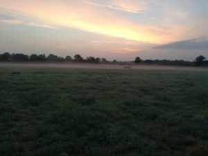 Another Bat Survey Season Completed
