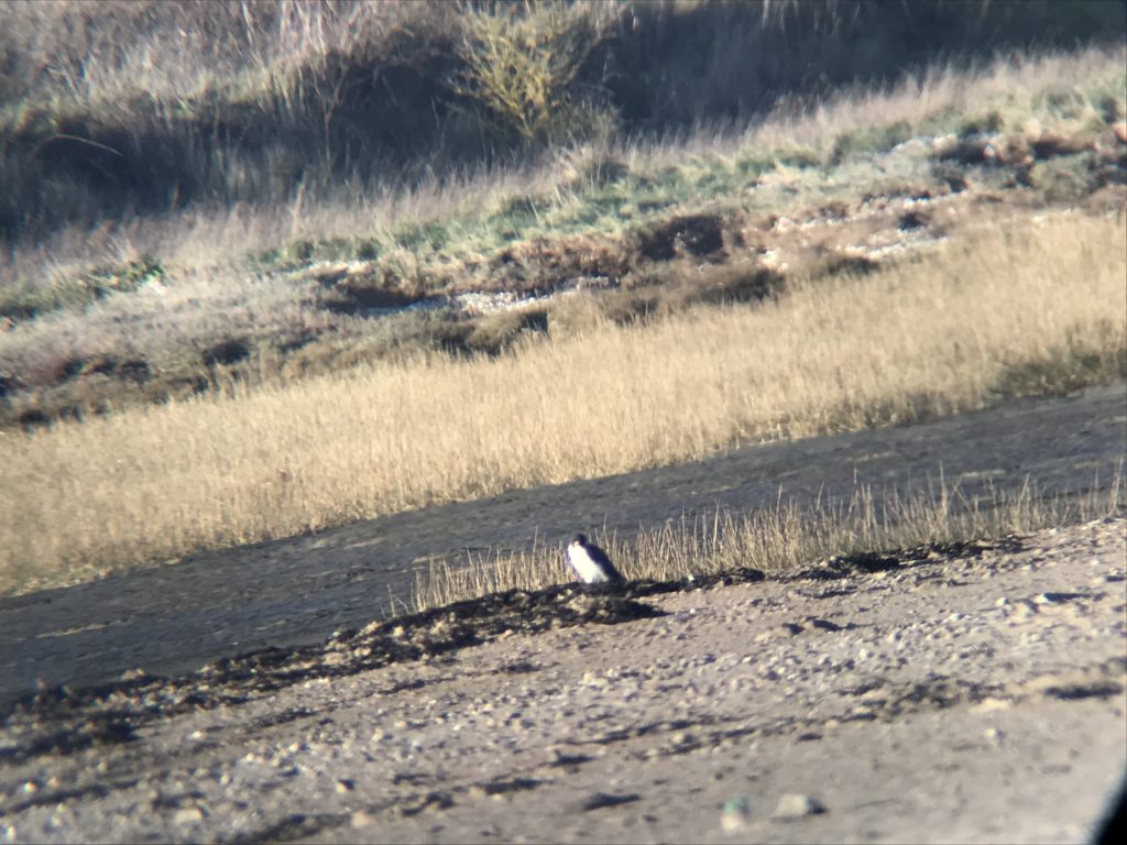 Peregrine
