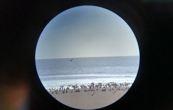 Birds - wild and windy wintering bird surveys