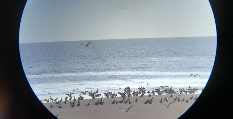 Birds - wild and windy wintering bird surveys