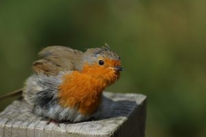 12 Days of Robin Facts