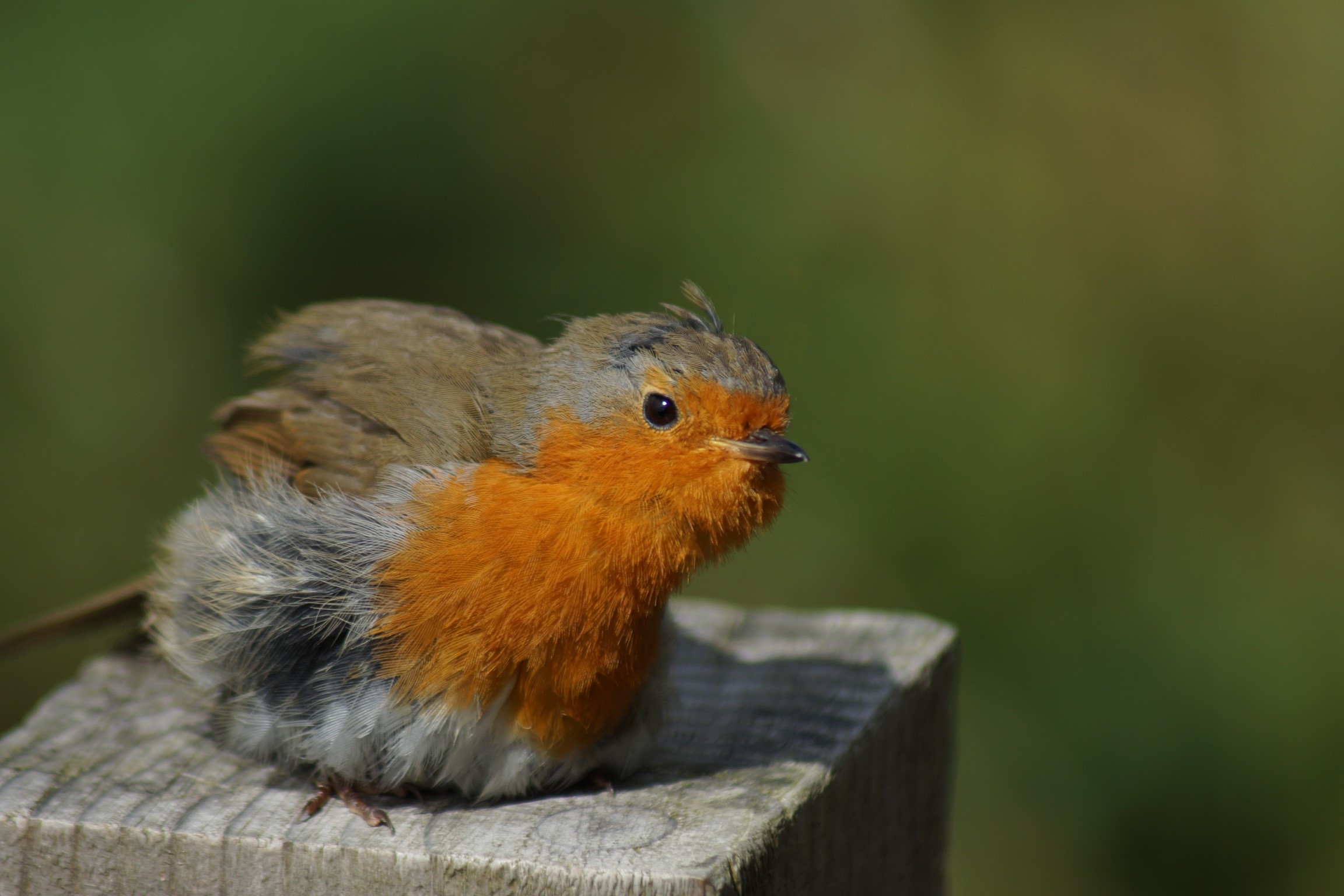 The 12 Days of Robin Facts - one fact per day about the much loved robin
