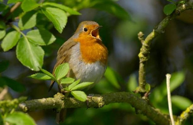 The 12 Days of Robin Facts, EcoNorth Ltd