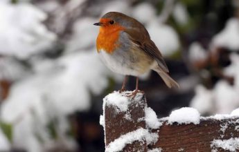 12 Days of Robin Facts, by Laura Parsons