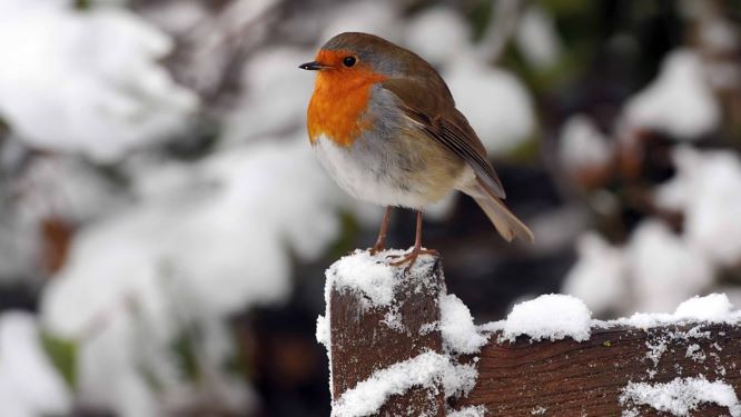 12 Days of Robin Facts, by Laura Parsons