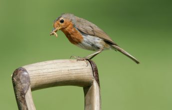 12 Days of Robin Facts, by Laura Parsons, Assistant Ecologist, EcoNorth