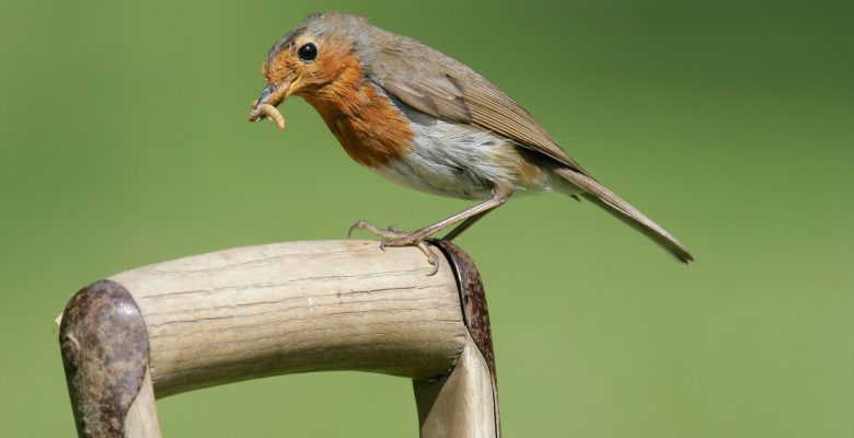 12 Days of Robin Facts, by Laura Parsons, Assistant Ecologist, EcoNorth