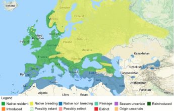 12 Days of Robin Facts, by Laura Parsons, Assistant Ecologist, EcoNorth