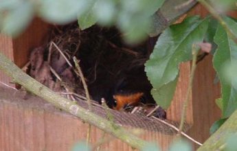 12 Days of Robin Facts, by Laura Parsons, Assistant Ecologist, EcoNorth