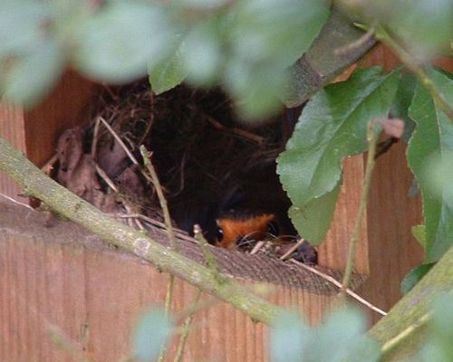 12 Days of Robin Facts, by Laura Parsons, Assistant Ecologist, EcoNorth