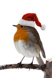 Robin, Wintering Bird
