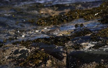 Wintering Bird Surveys, Purple Sandpiper