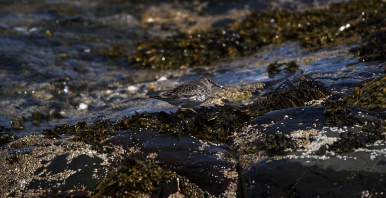 Wintering Bird Surveys, Purple Sandpiper