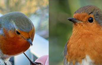 12 days of Robin Facts, by Laura Parsons, Assistant Ecologist, EcoNorth