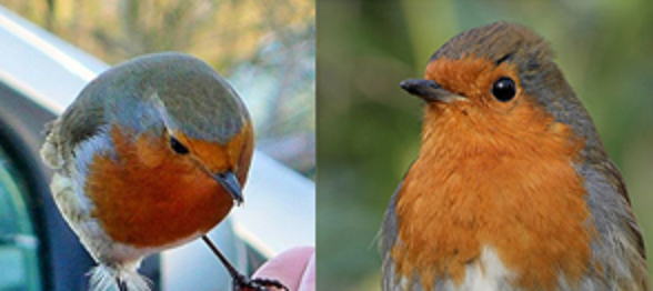 12 days of Robin Facts, by Laura Parsons, Assistant Ecologist, EcoNorth