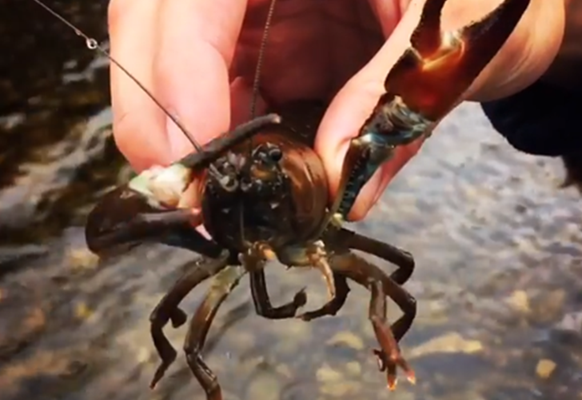 Invasive Species - Signal Crayfish