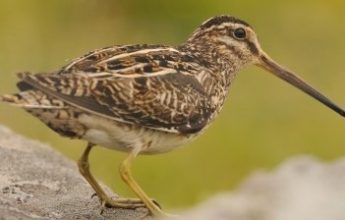 Breeding Bird photo (Snipe) taken by David Gill