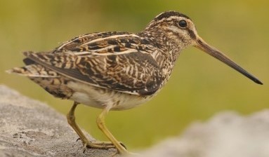 Breeding Bird photo (Snipe) taken by David Gill