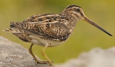 Breeding Bird photo (Snipe) taken by David Gill