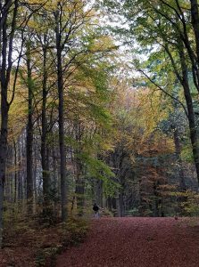 British Tree Cover, David Beaver, June 2019