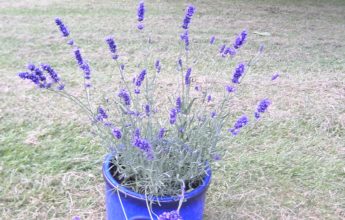 30 Days Wild Challenge, Lavender Pot