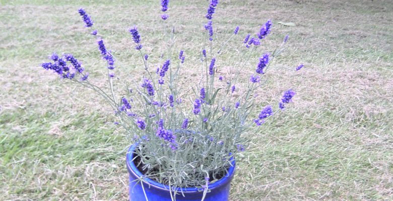 30 Days Wild Challenge, Lavender Pot