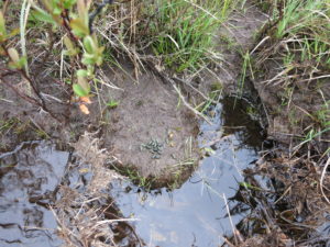 Water vole latrine