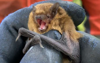 EcoNorth's Bat Training Sessions 2021