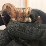 Bat