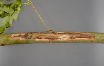 Dieback of Ash Trees