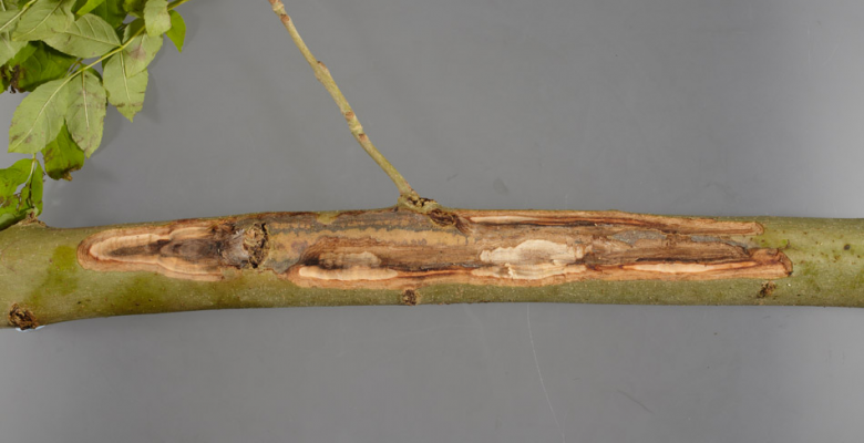 Dieback of Ash Trees