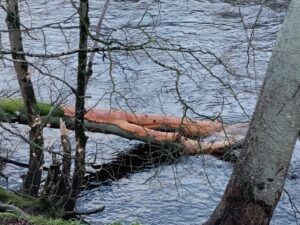 Beavers 4