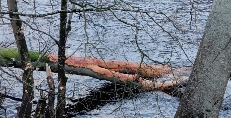 Beavers 4
