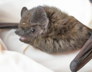 Nathusius' pipistrelle