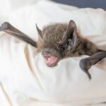 Nathusius' pipistrelle