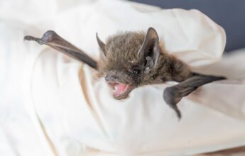 Nathusius' pipistrelle