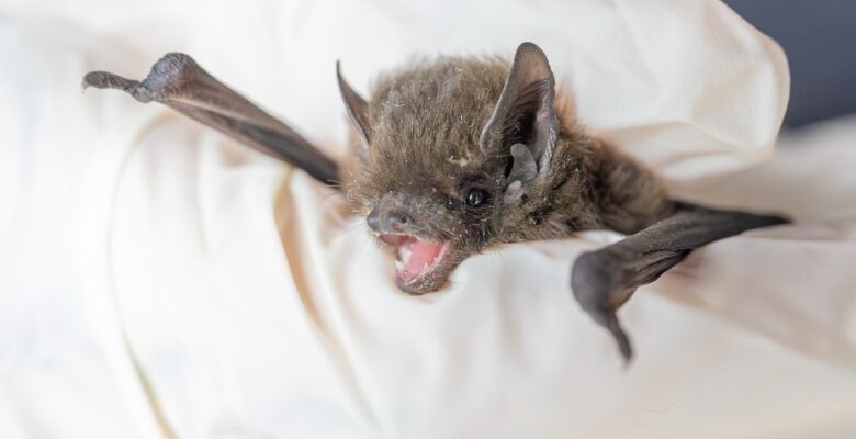 Nathusius' pipistrelle