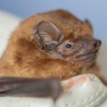 Care of a Noctule Bat
