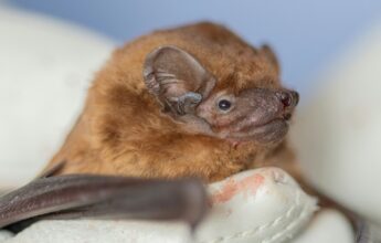 Care of a Noctule Bat