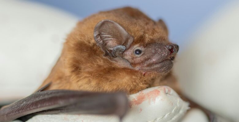 Care of a Noctule Bat